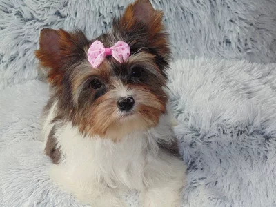 Biewer   yorkshire terrier fenečka s PP