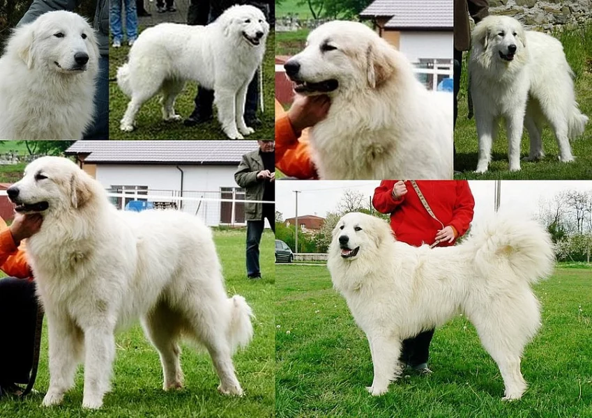 Pyrenejský horský pes