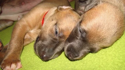 Štěňátka Whippet / Vipet