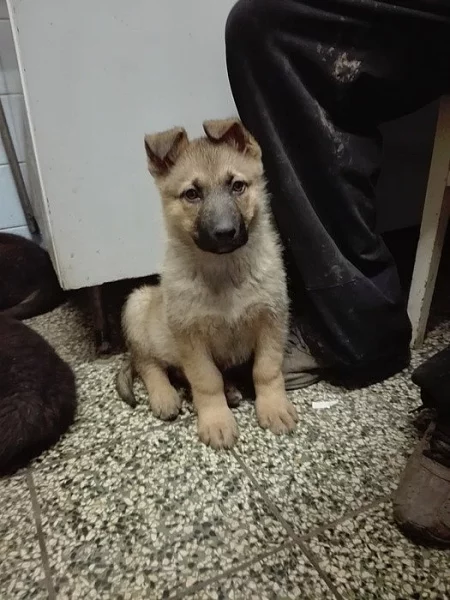Prodám štěňata německého ovčáka