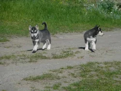 Sibiřský husky štěňata na prodej.