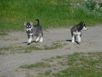 Sibiřský husky štěňata na prodej.