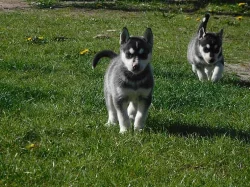 Sibiřský husky štěňata na prodej.