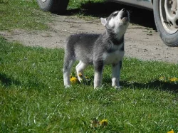Sibiřský husky štěňata na prodej.