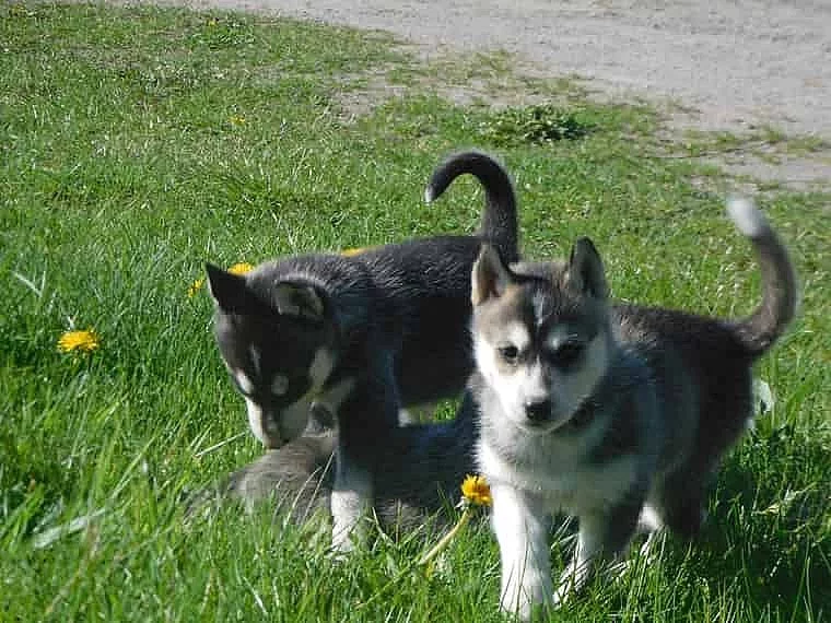Sibiřský husky štěňata na prodej.