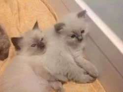 Nádherná kočička RAGDOLL