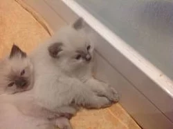 Nádherná kočička RAGDOLL