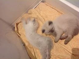 Nádherná kočička RAGDOLL