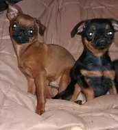 Brabantík - grifonek s PP