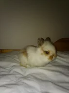 Prodej dvou zakrslých králíčků