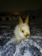 Prodej dvou zakrslých králíčků