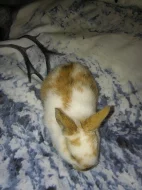 Prodej dvou zakrslých králíčků