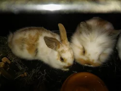 Prodej dvou zakrslých králíčků
