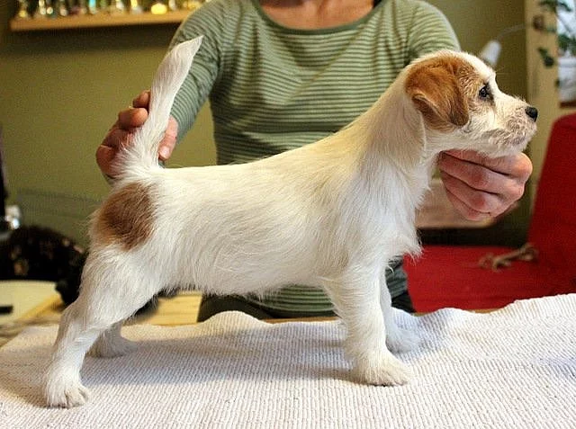 Jack Russell teriér - fenka s PP