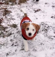 Jack Russell teriér - fenka s PP