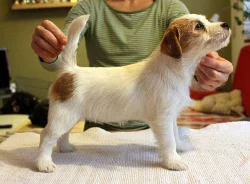 Jack Russell teriér - fenka s PP