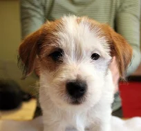 Jack Russell teriér - fenka s PP