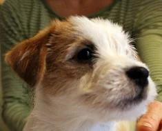Jack Russell teriér - fenka s PP