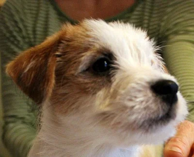 Jack Russell teriér - fenka s PP