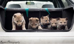 Zadáme štěňátka Guardians of Love FCI Kennel
