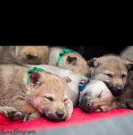 Zadáme štěňátka Guardians of Love FCI Kennel