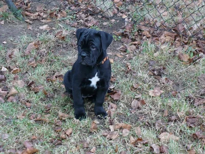 Cane Corso s PP - fenečky