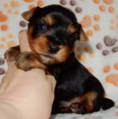 Jorkšírský terrier-odběr začátkem ledna-Praha