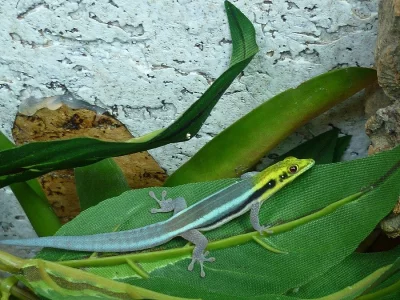 phelsuma klemmeri