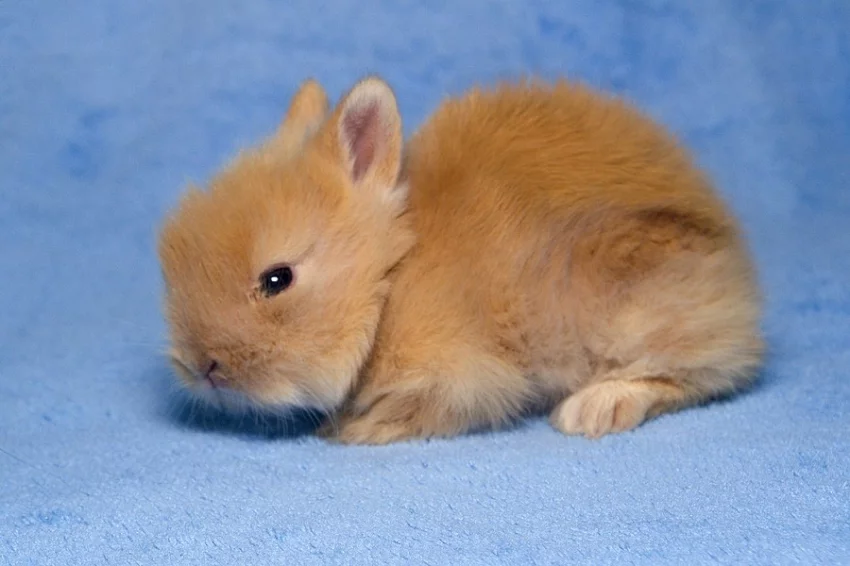 Teddy miminka
