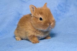 Teddy miminka
