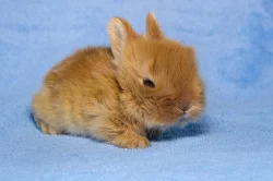 Teddy miminka