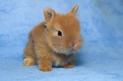 Teddy miminka