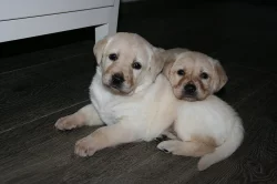 Kříženec labrador a hovawart