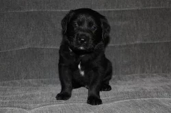Kříženec labrador a hovawart