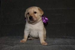 Kříženec labrador a hovawart