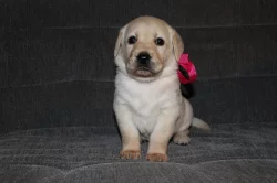 Kříženec labrador a hovawart