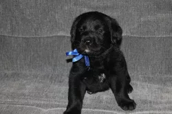 Kříženec labrador a hovawart