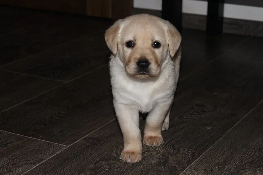 Kříženec labrador a hovawart