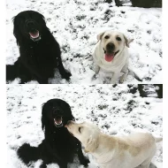 Kříženec labrador a hovawart