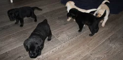 Kříženec labrador a hovawart