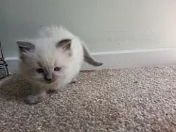 Ragdoll