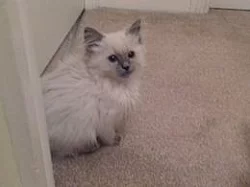 Ragdoll