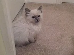 Ragdoll