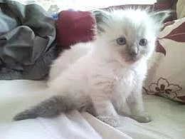 Ragdoll