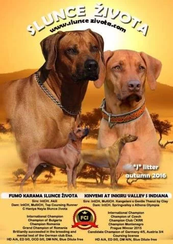 Rhodesian ridgeback štěňátka s PP k odběru