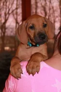 Rhodesian ridgeback štěňátka s PP k odběru