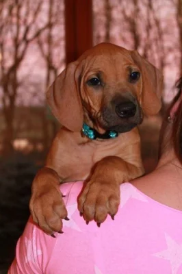 Rhodesian ridgeback štěňátka s PP k odběru