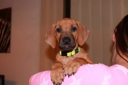 Rhodesian ridgeback štěňátka s PP k odběru