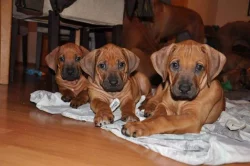 Rhodesian ridgeback štěňátka s PP k odběru