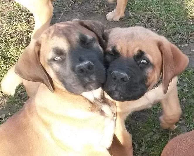 Boerboel štěně